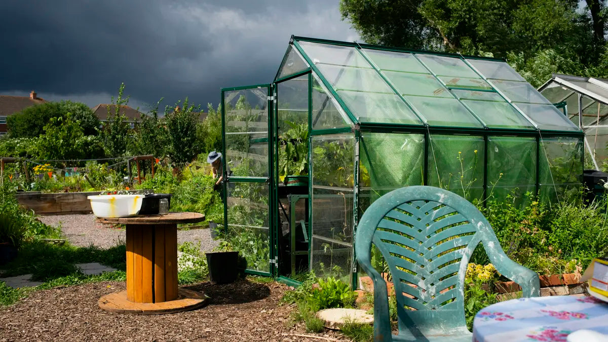 A green-framed greenhouse on an allotment plot, with a cable-drum table and a plastic chair in front.