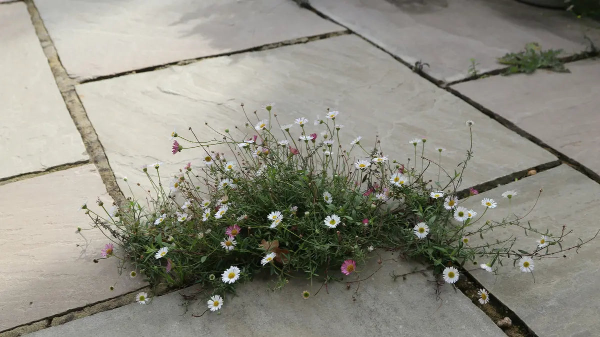 Indian sandstone paving slabs with daisies growing through a joint between them.