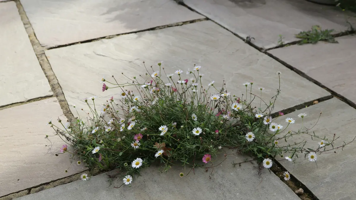 Indian sandstone paving slabs with daisies growing through a joint between them.