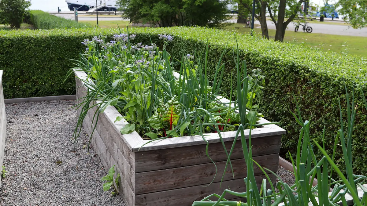 A timber raised bed planted with onions, chard and borage beside a gravel path and a clipped hedge.